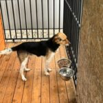 Trójkolorowy pies stoi obok drewnianej budy w kojcu z metalowymi miskami na drewnianej podłodze.